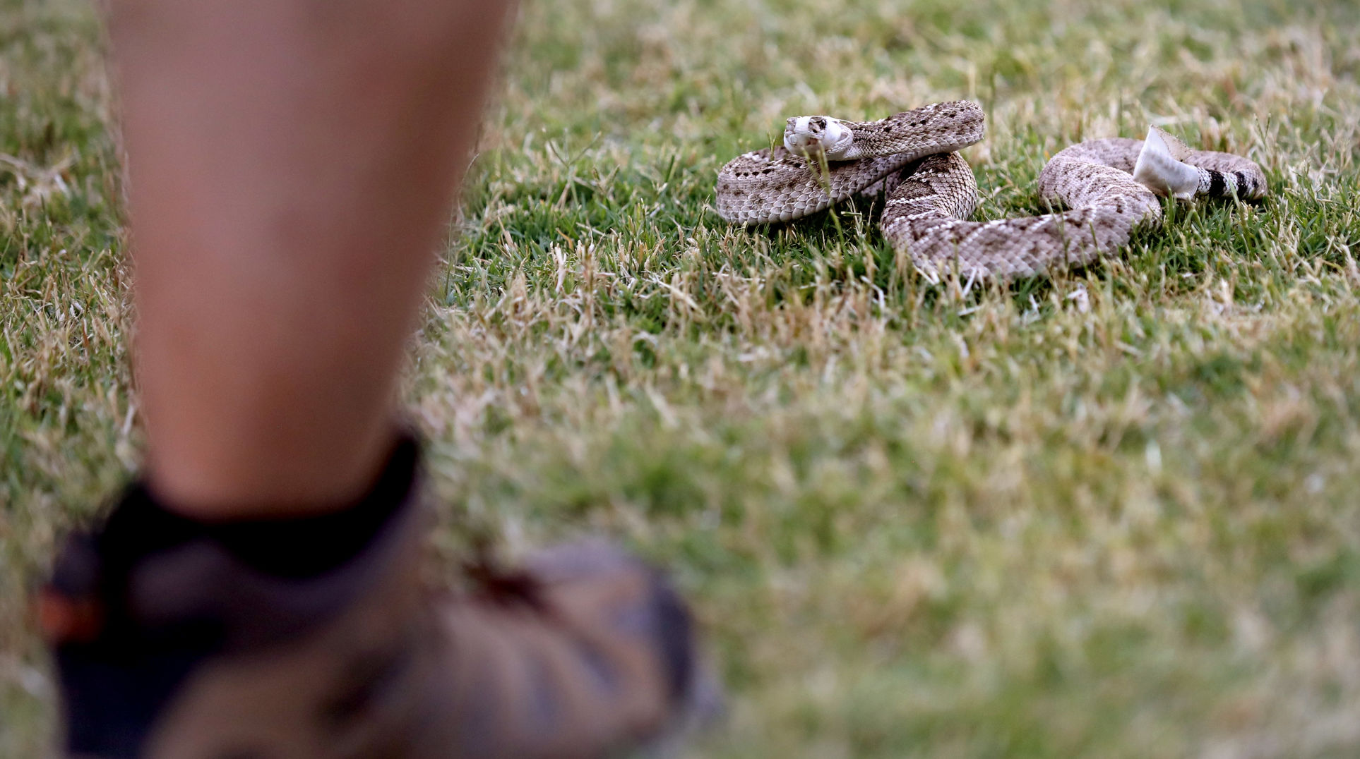 Rattlesnake avoidance classes